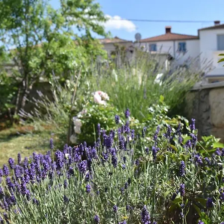 Lavanda 2 포레치
